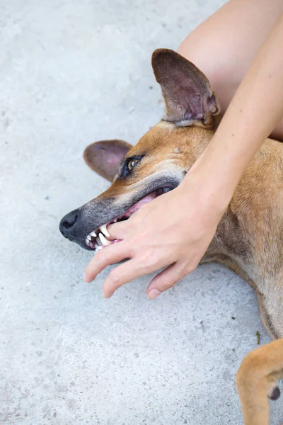 Anfitriona Juega Con Perro Perro Muerde Mano — Foto de Stock