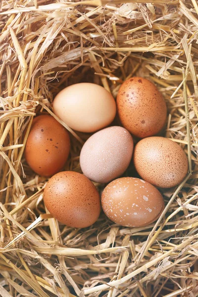 Easter Eggs Nest Wooden Background — Stock Photo, Image