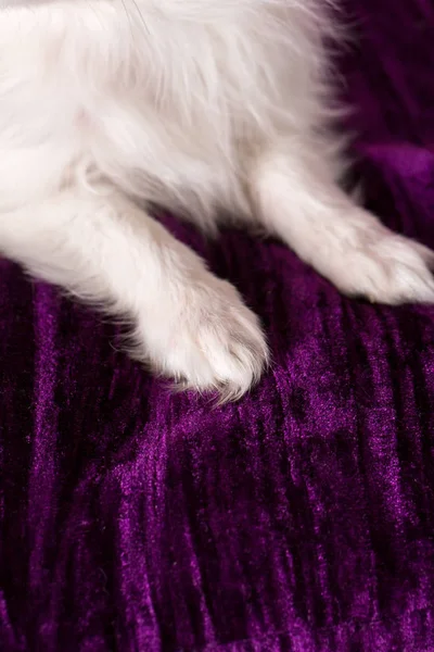 Pata Del Cachorro Almohada Violeta — Foto de Stock