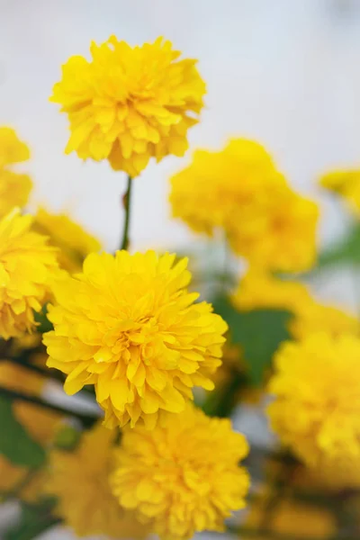 Kvetoucí Keře Zahradě Japonské Kerija — Stock fotografie