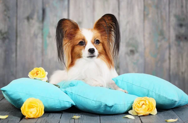 Beautiful Dog Papillon Breed Lying Pillows — Stock Photo, Image