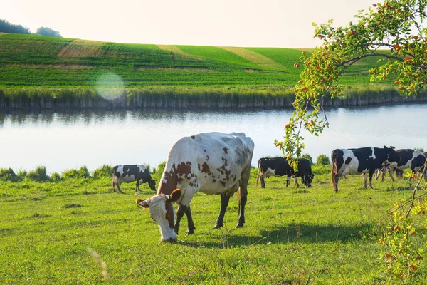 Herd Cows Grazing Field — Stock Photo, Image