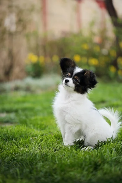 잔디에 강아지 빠삐용 — 스톡 사진
