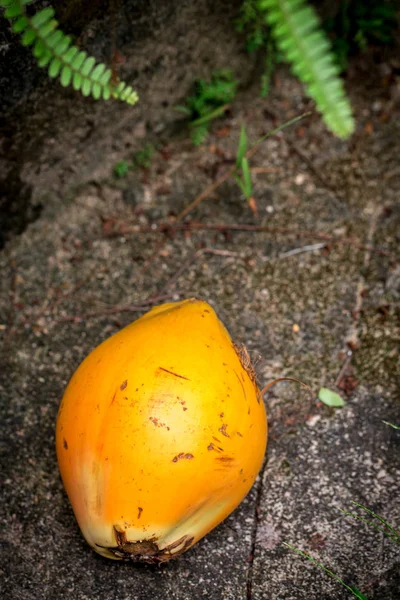Gelbe Königliche Kokosnuss Auf Einem Steinhintergrund — Stockfoto