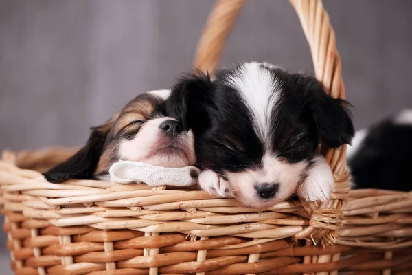 Kleine Welpen Züchten Papillon Korb Nahaufnahme — Stockfoto