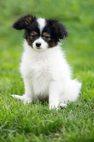 緑の芝生の上の子犬犬パピヨン — ストック写真