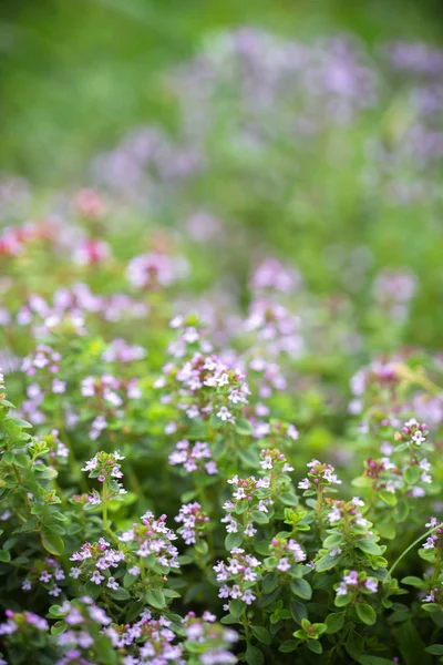 Spring Flowering Thyme Close Seasoning Herbs — Stock Photo, Image