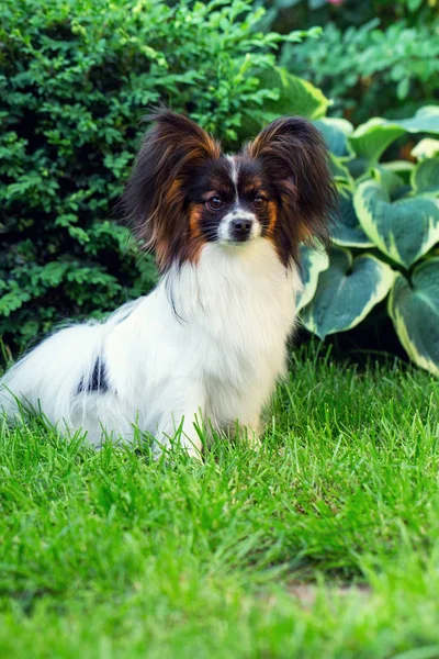 Hund Der Rasse Papillon Auf Dem Rasen Garten — Stockfoto