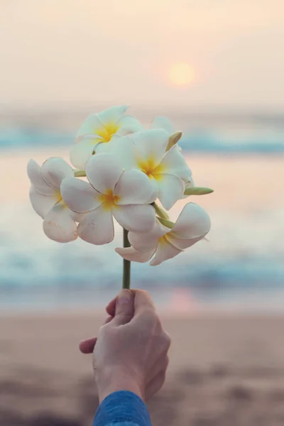 美しい夕日を背景に女性の手の花プルメリア枝 — ストック写真