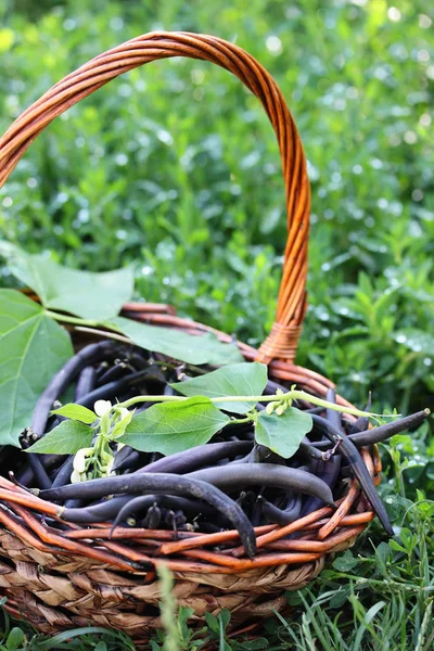 Asparagi Blu Grande Cestino — Foto Stock