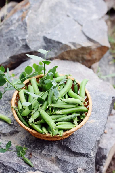 Grüne Erbsen Einem Korb Auf Einem Großen Felsen — Stockfoto