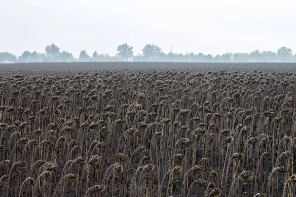 Girasoles Marchitos Vintage Campo Otoño —  Fotos de Stock