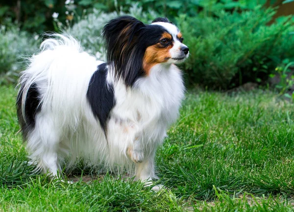 庭の芝生の上の犬種パピヨンの犬 — ストック写真