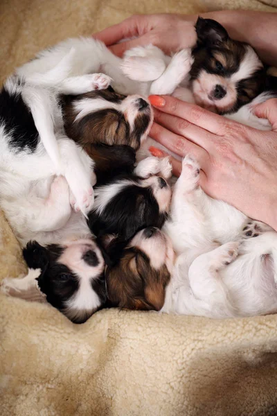 Mujer Suavemente Acariciando Durmiendo Cachorros Jóvenes —  Fotos de Stock