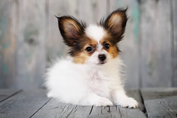 Sevimli Küçük Bir Köpek Yavrusu Papillon Ahşap Arka Plan Üzerinde — Stok fotoğraf