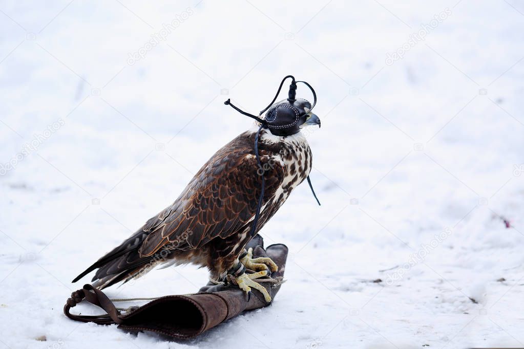 Young falcon in a headdress on the glove