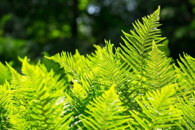 Beautyful eğreltiotu yaprakları, doğal çiçek fern arka planda güneş ışığı.