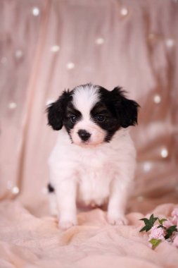 Küçük köpek yavrusu Papillon pembe bir arka plan üzerinde