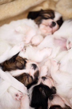 küçük cins yavru Papillon kürk üzerinde tatlı uyku