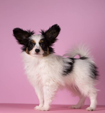 Pembe bir arka plan üzerinde papillon doğurmak köpek yavrusu