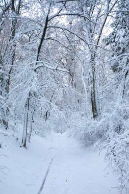 Güzel kış karlı Peyzaj Park