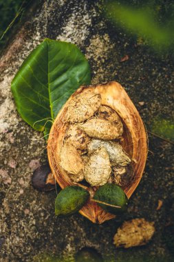Tropikal badem, Bengal badem, Hint badem, deniz badem, plaj badem, (Terminalia catappa).