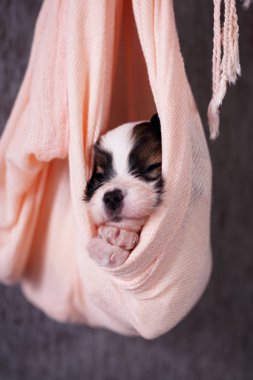 Küçük doğurmak papillon köpek yavrusu kumaş asılı