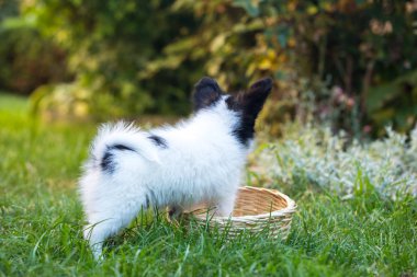 Papillon doğurmak yaz bahçede güzel köpek yavrusu