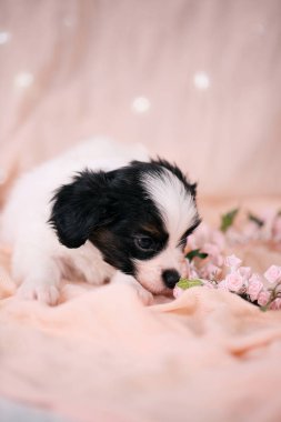 Küçük köpek yavrusu Papillon pembe bir arka plan üzerinde