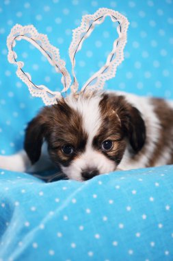 Tavşan Kulağı yalanlar üzerine mavi bir bez ile köpek yavrusu