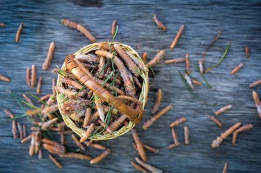 Çam ağacı iğneleri. Diyet takviyeleri ve C vitamini içeren geleneksel tıp bileşen