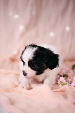 Küçük köpek yavrusu Papillon pembe bir arka plan üzerinde