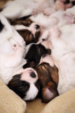 küçük cins yavru Papillon kürk üzerinde tatlı uyku