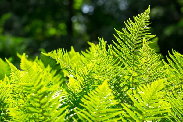 Beautyful Kapradiny Listy Přírodní Květinová Fern Pozadí Slunci — Stock fotografie