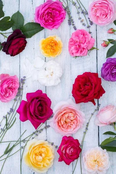 Gyűjteménye Gyönyörű Többszínű Rózsák Felülnézet — Stock Fotó