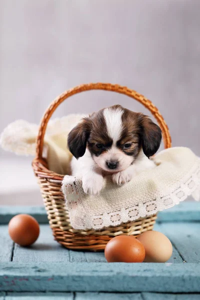 Kicsi Tenyészt Ízlelő Szemölcsös Kutya Egy Kosárban — Stock Fotó