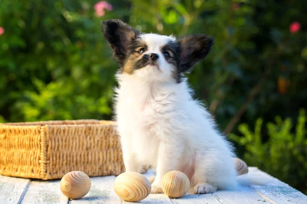 Beau Chiot Race Papillon Dans Jardin Été — Photo