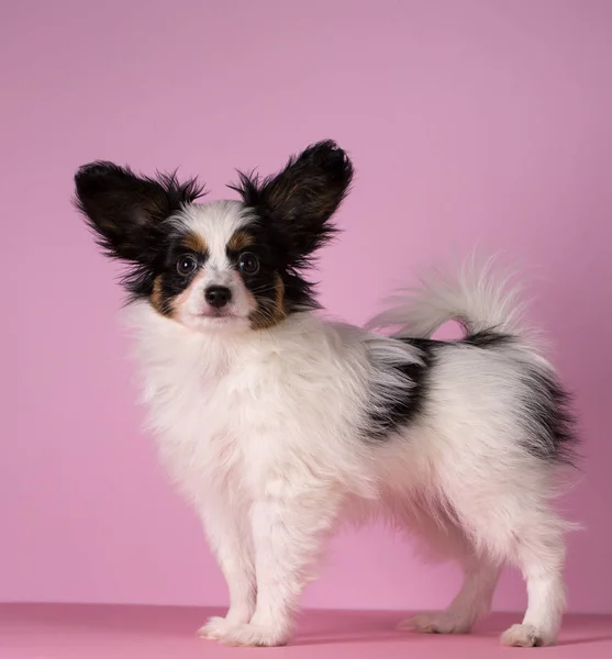 Filhote Cachorro Raça Papillon Fundo Rosa — Fotografia de Stock