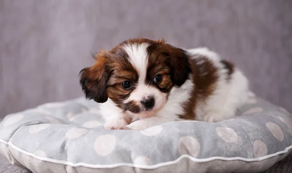 Small Breed Puppy Papillon Sweetly Sleeping Pillow — Stock Photo, Image