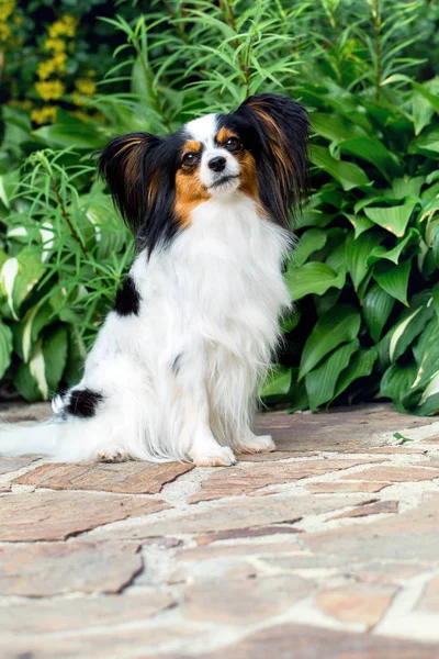 庭の芝生の上の犬種パピヨンの犬 — ストック写真