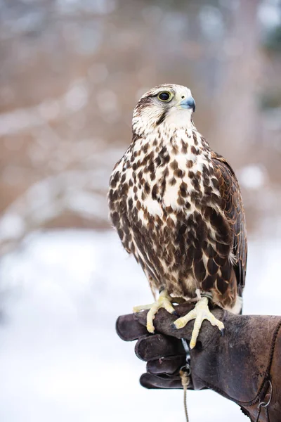 Falcon Sits Gloved Hand Winter — Stock Photo, Image