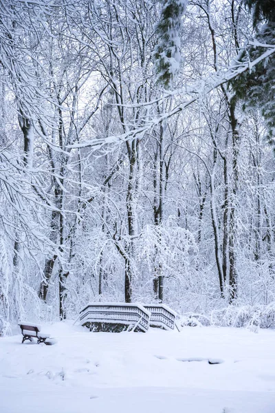 Vackert Vinterlandskap Snöiga Parken — Stockfoto