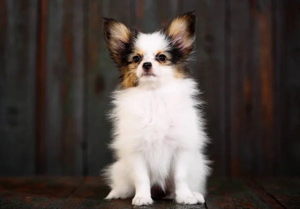 Porträtt Tre Valpar Papillon Rasen Med Pumpor Halloween — Stockfoto