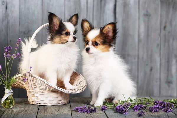 两个小狗的繁殖蝴蝶坐在篮子里 — 图库照片