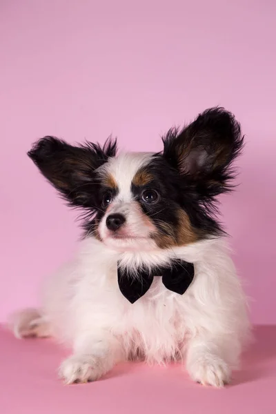 Cachorro Raza Papillon Sobre Fondo Rosa —  Fotos de Stock