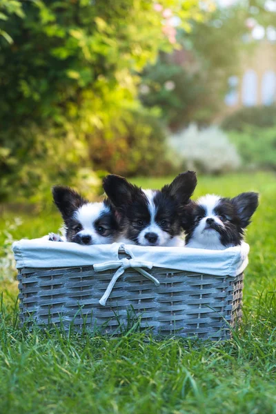 Beautiful puppies of the Papillon breed in the summer garden
