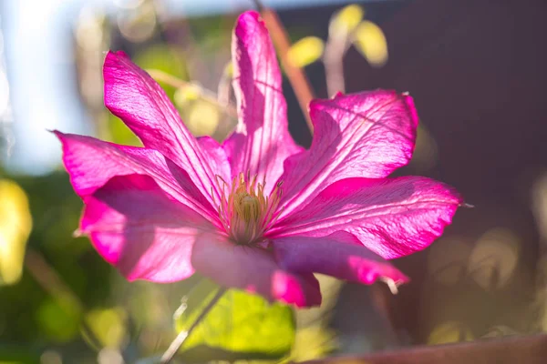 庭で美しい大きなピンクのクレマチスの花 — ストック写真