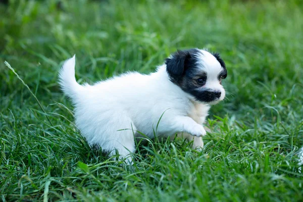 Malá Roztomilá Štěňátka Papillon Zelené Trávě — Stock fotografie