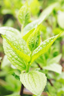 bir çalının dalı çiçek açan bahar tomurcukları