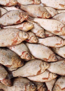 tatlı su balık sazan balığı, balık sürüsü